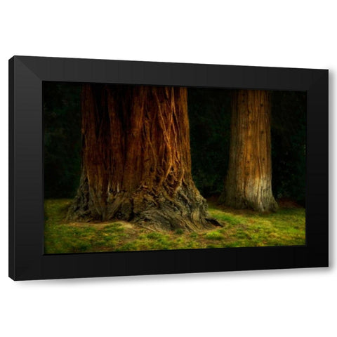 Ancient Forest IV Black Modern Wood Framed Art Print with Double Matting by Geyman, Vitaly