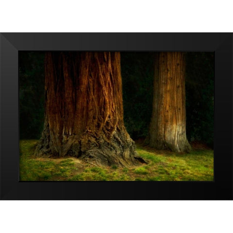 Ancient Forest IV Black Modern Wood Framed Art Print by Geyman, Vitaly