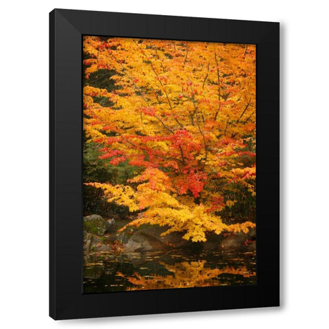 Fall Bouquet I Black Modern Wood Framed Art Print with Double Matting by Geyman, Vitaly