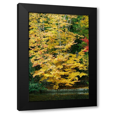 Tree Delicacy II Black Modern Wood Framed Art Print with Double Matting by Geyman, Vitaly