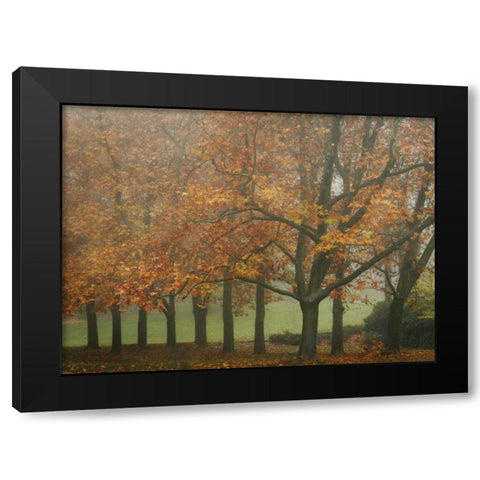 Colors in the Mist VIII Black Modern Wood Framed Art Print by Geyman, Vitaly