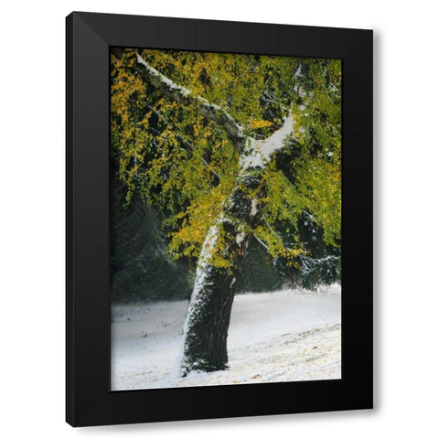 Last of Color II Black Modern Wood Framed Art Print with Double Matting by Geyman, Vitaly