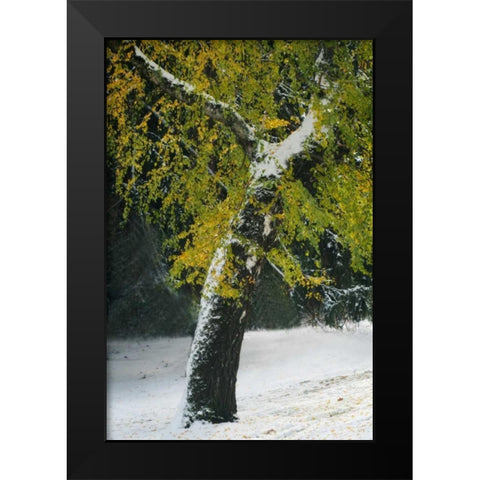Last of Color II Black Modern Wood Framed Art Print by Geyman, Vitaly