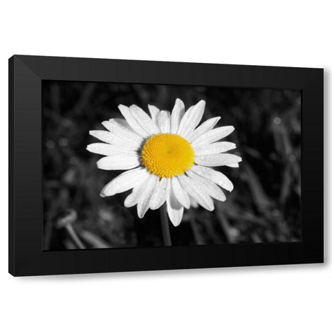 Morning Daisy I Black Modern Wood Framed Art Print with Double Matting by Geyman, Vitaly