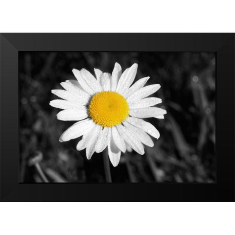 Morning Daisy I Black Modern Wood Framed Art Print by Geyman, Vitaly