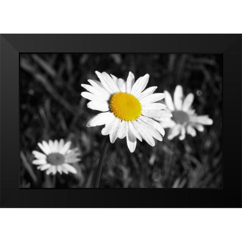 Morning Daisy II Black Modern Wood Framed Art Print by Geyman, Vitaly