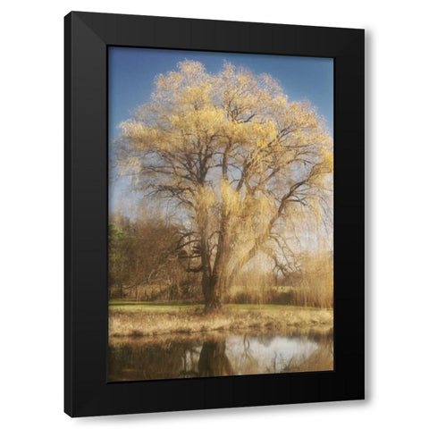 Willow Magic I Black Modern Wood Framed Art Print with Double Matting by Vitaly, Geyman