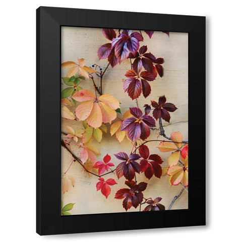 Vine Leaf Romance I Black Modern Wood Framed Art Print by Vitaly, Geyman