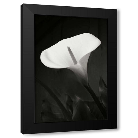 Calla Lily Perfection I Black Modern Wood Framed Art Print by Geyman, Vitaly