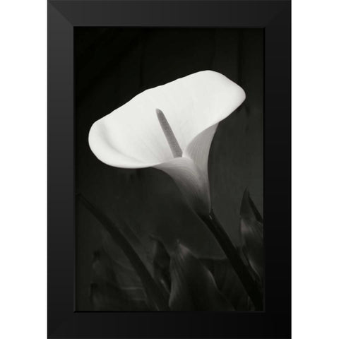 Calla Lily Perfection I Black Modern Wood Framed Art Print by Geyman, Vitaly
