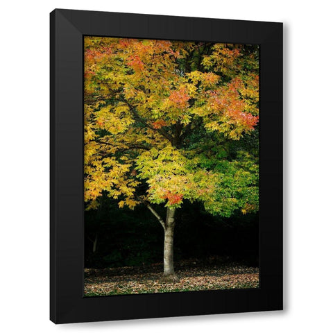 Tree of Life II Black Modern Wood Framed Art Print by Geyman, Vitaly