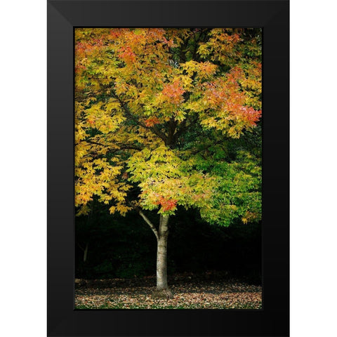 Tree of Life II Black Modern Wood Framed Art Print by Geyman, Vitaly