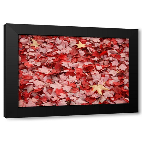 Red Carpet II Black Modern Wood Framed Art Print with Double Matting by Geyman, Vitaly