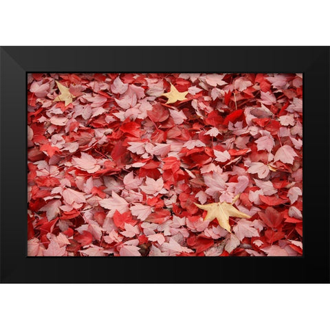Red Carpet II Black Modern Wood Framed Art Print by Geyman, Vitaly