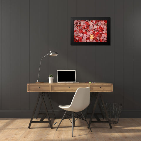 Red Carpet III Black Modern Wood Framed Art Print by Geyman, Vitaly