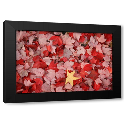 Red Carpet III Black Modern Wood Framed Art Print with Double Matting by Geyman, Vitaly