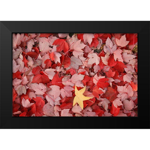 Red Carpet III Black Modern Wood Framed Art Print by Geyman, Vitaly