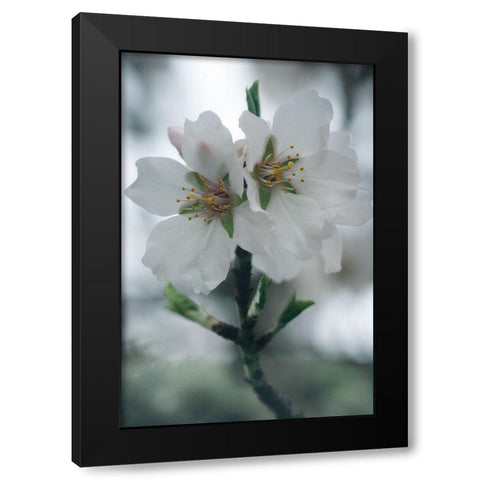 Spring Blossoms II Black Modern Wood Framed Art Print by Geyman, Vitaly