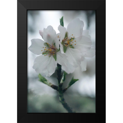 Spring Blossoms II Black Modern Wood Framed Art Print by Geyman, Vitaly