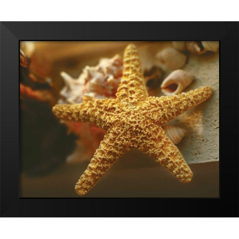 Starfish I Black Modern Wood Framed Art Print by Clayton-Thompson, Philip