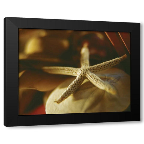 Starfish III Black Modern Wood Framed Art Print by Clayton-Thompson, Philip