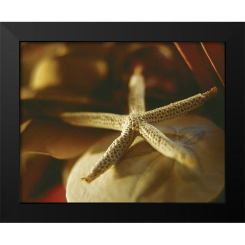 Starfish III Black Modern Wood Framed Art Print by Clayton-Thompson, Philip