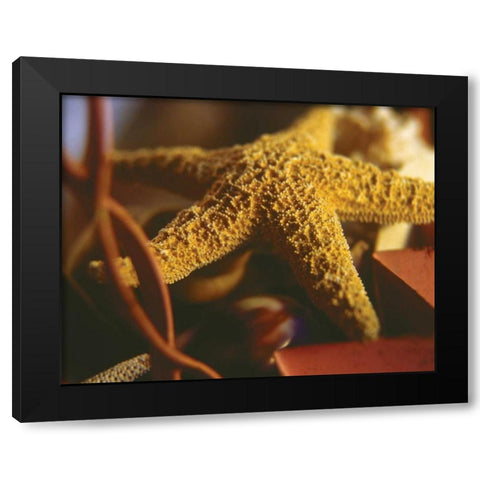 Starfish IV Black Modern Wood Framed Art Print by Clayton-Thompson, Philip