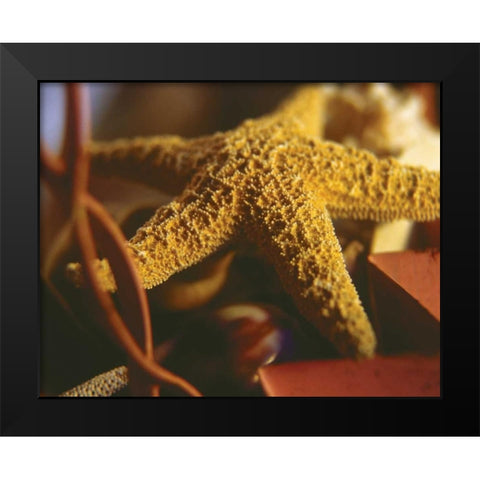 Starfish IV Black Modern Wood Framed Art Print by Clayton-Thompson, Philip