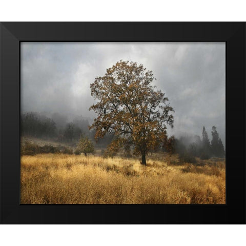 Field of Gold Black Modern Wood Framed Art Print by Geyman, Vitaly