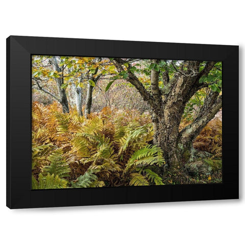 Autumn Fern Black Modern Wood Framed Art Print by Head, Danny