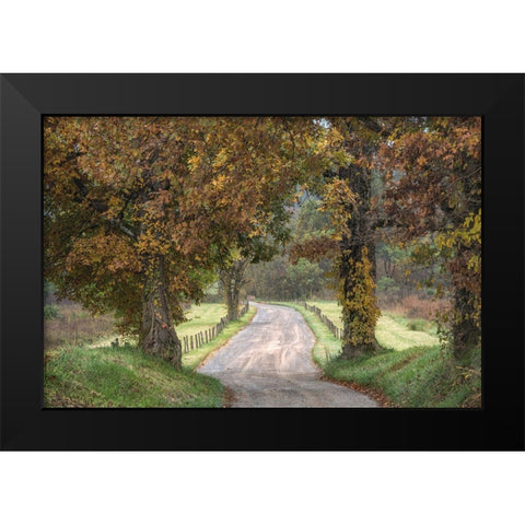 Between the Oaks Black Modern Wood Framed Art Print by Head, Danny