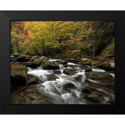 Autumn at Tremont II Black Modern Wood Framed Art Print by Head, Danny