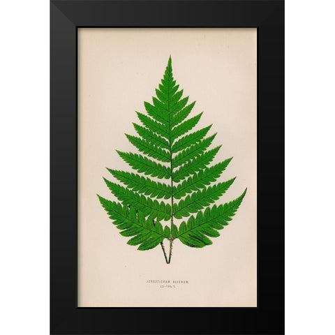 Acrostichum Alienum Black Modern Wood Framed Art Print by Art Licensing Studio