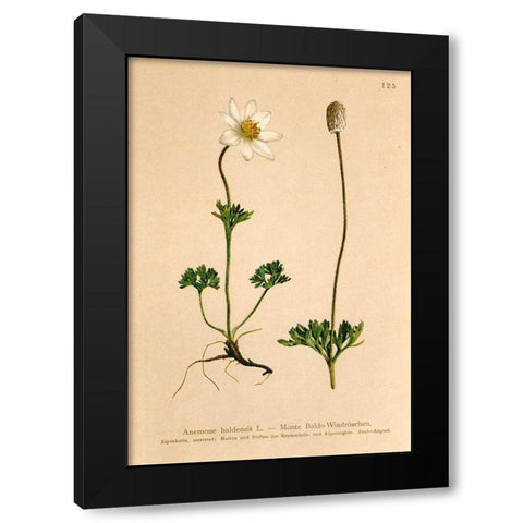 Anemone Baldensis Black Modern Wood Framed Art Print by Art Licensing Studio