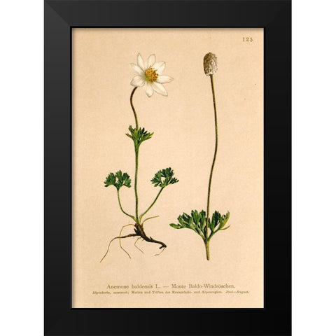 Anemone Baldensis Black Modern Wood Framed Art Print by Art Licensing Studio
