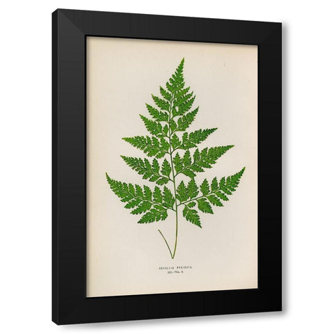 Davallia Pyxidata Black Modern Wood Framed Art Print by Art Licensing Studio