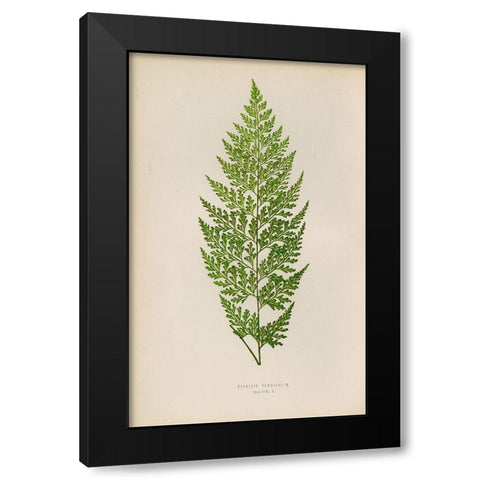 Davallia Tenuifolia Black Modern Wood Framed Art Print by Art Licensing Studio