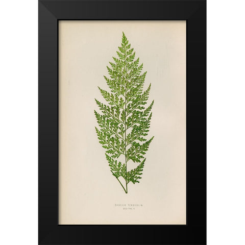 Davallia Tenuifolia Black Modern Wood Framed Art Print by Art Licensing Studio