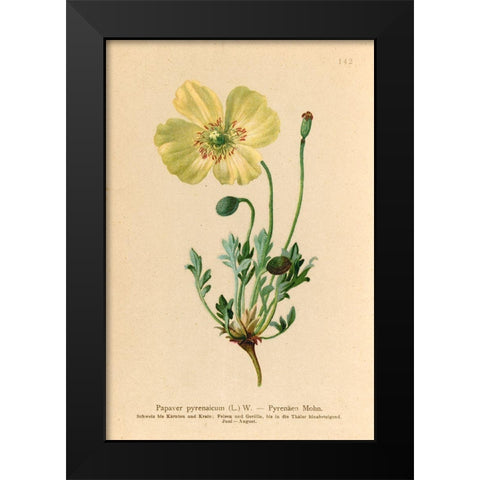 Papaver Pyrenaicum Black Modern Wood Framed Art Print by Art Licensing Studio