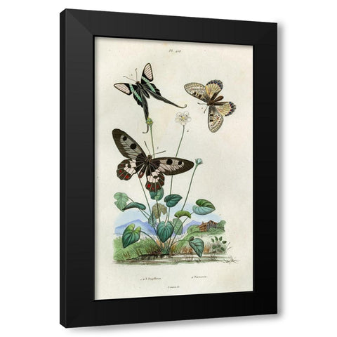 Papillons - Parnassie Black Modern Wood Framed Art Print by Art Licensing Studio