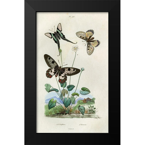 Papillons - Parnassie Black Modern Wood Framed Art Print by Art Licensing Studio