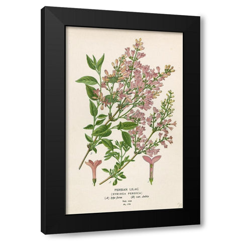 Persian Lilac Black Modern Wood Framed Art Print by Art Licensing Studio