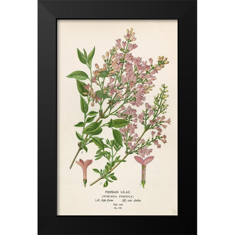 Persian Lilac Black Modern Wood Framed Art Print by Art Licensing Studio