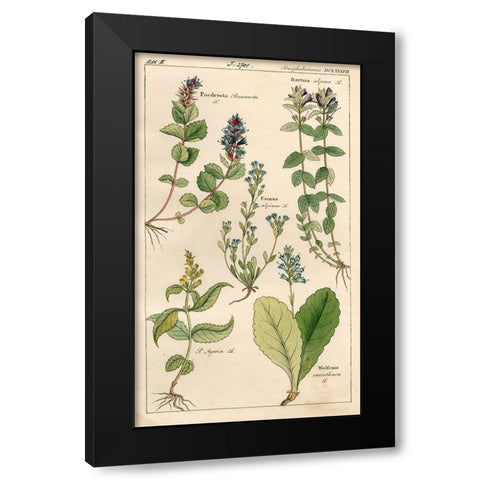 Scrophularineae Black Modern Wood Framed Art Print by Art Licensing Studio