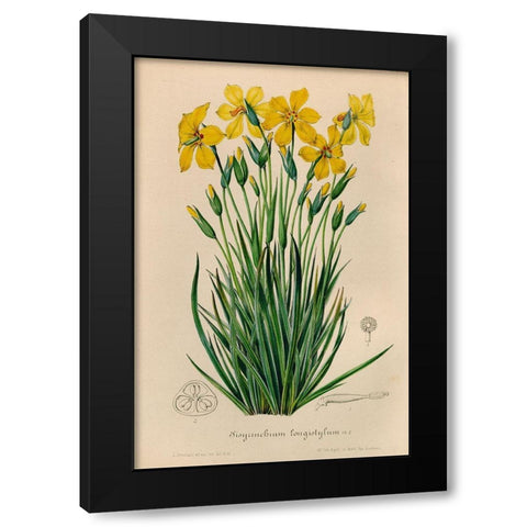 Sisyrinchium Longistylum Black Modern Wood Framed Art Print by Art Licensing Studio