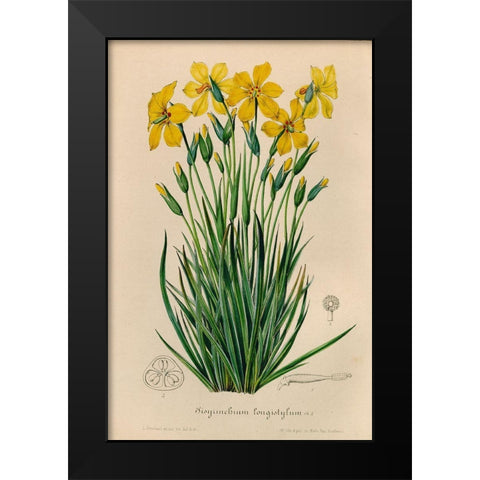 Sisyrinchium Longistylum Black Modern Wood Framed Art Print by Art Licensing Studio