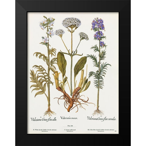 Valeriana Black Modern Wood Framed Art Print by Art Licensing Studio