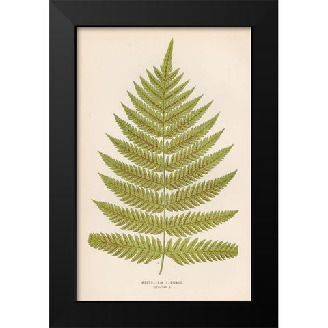 Woodwardia Radicans Black Modern Wood Framed Art Print by Art Licensing Studio