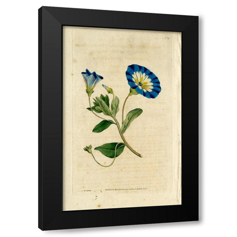 Blue Flower Black Modern Wood Framed Art Print by Art Licensing Studio