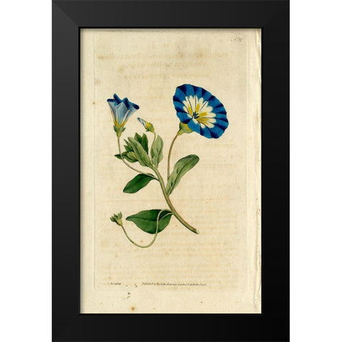 Blue Flower Black Modern Wood Framed Art Print by Art Licensing Studio